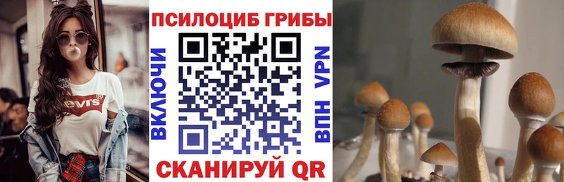 Псилоцибиновые грибы Cubensis  купить  цена  мега зеркало  Суровикино 